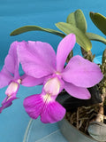 Cattleya walkeriana ÔMirtha OliverosÕ AM Fragrant Bloom Size Orchid Eros 8Ó Pot Orchids