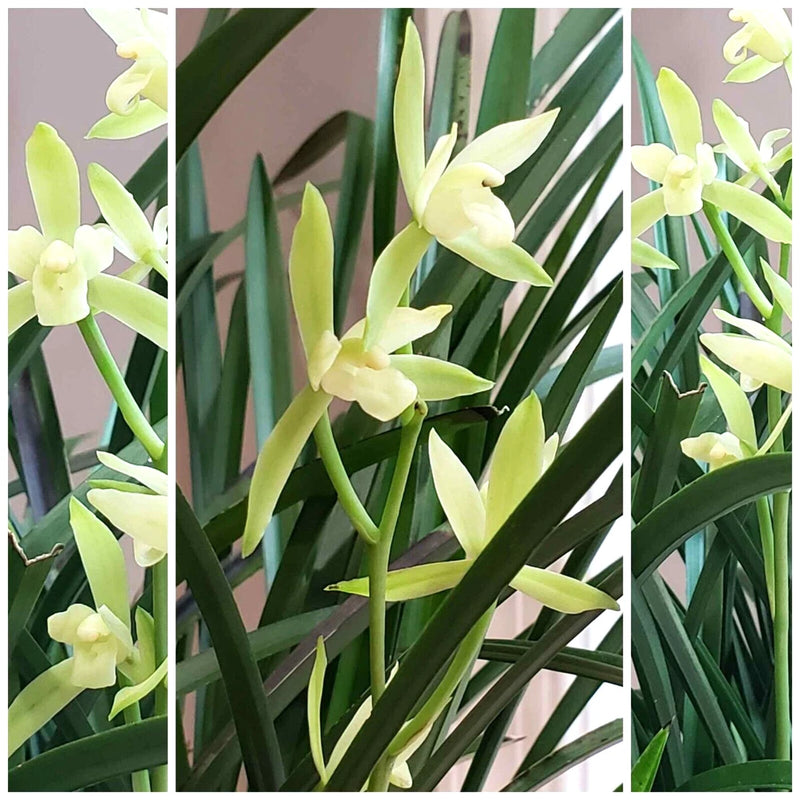 Orchid plant with pale green creamy flowers and long upright leaves