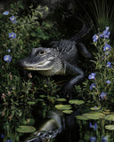 8x10 Alligator resting in lily pond - purple flowers and pads - 332422045 Lily
