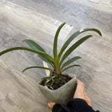 Orchid live Vandachostylis Hsinying Starry - potted Orchids