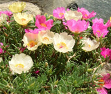 MOSS ROSE MIX Portulaca Grandiflora - 1,250 Bulk Seeds Garden Plants