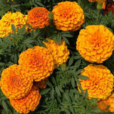 200 ORANGE CRACKERJACK MARIGOLD SEEDS ORGANIC NONGMO TALL PLANT BIG FLOWER FRESH Flowering Plants