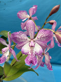 Tuckerara Hilo Adventure ÔPinkieÕ Mericlone Intergeneric Orchid Hybrid 5.5Ó Pot Orchids