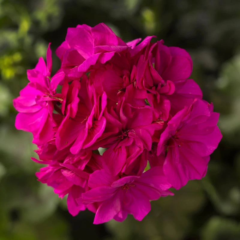 Geranium flower cluster with bright magenta petals