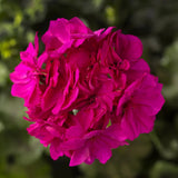 104 GERANIUM CALLIOPE CASCADE VIOLET Live Plants Plugs Garden Planters AV Garden Plants