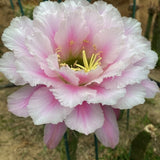 Cactus Succulent Plant Big Fairy Home Garden Flowering Plant Cactus 5-6cm Flowering Plants