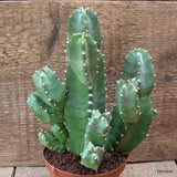 D7143 EUPHORBIA RESINIFERA pot10-H18-W16 cm MaMa Cactus Green Plant
