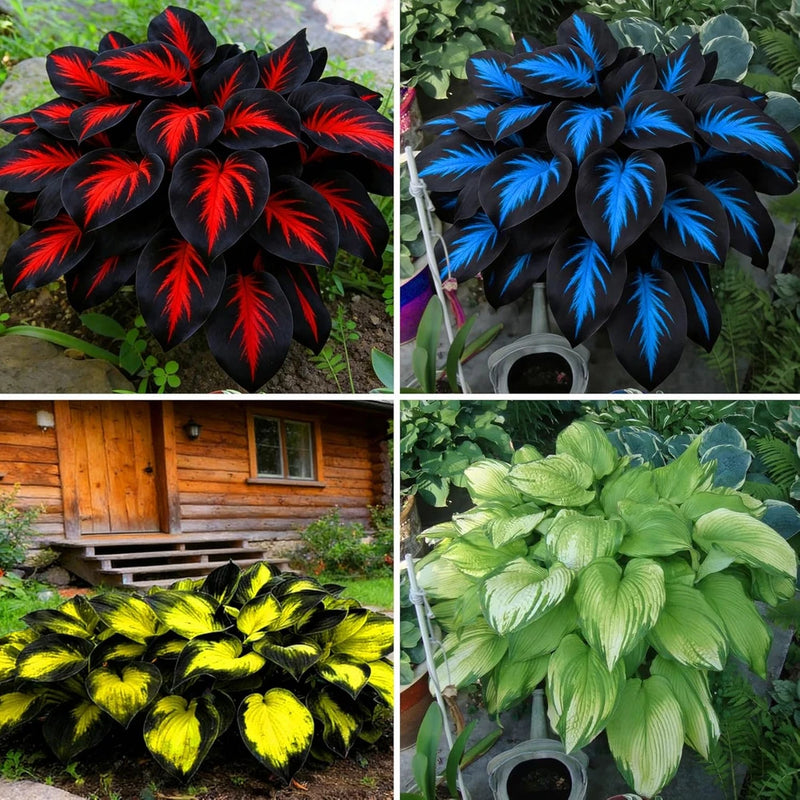 Mixed Hosta Seeds, 280+ Non-Gmo Perennial Flower Seeds for Planting Lily