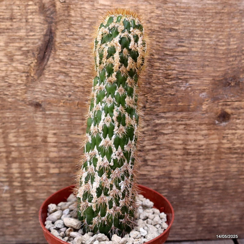 D4100 CEREUS SPACHIANUS MONSTER pot10-H17-W4,5 cm MaMa Cactus Green Plant