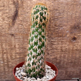 D4100 CEREUS SPACHIANUS MONSTER pot10-H17-W4,5 cm MaMa Cactus Green Plant