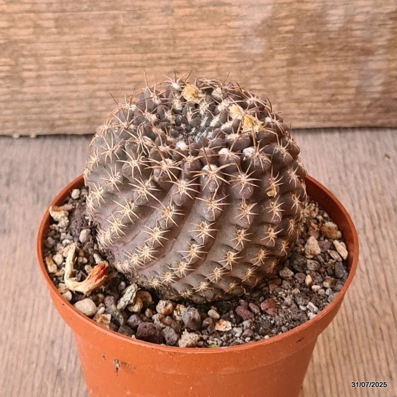 D5637 NEOPORTERIA ODIERI pot10-H7-W7 cm MaMa Cactus Green Plant