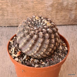 D5637 NEOPORTERIA ODIERI pot10-H7-W7 cm MaMa Cactus Green Plant