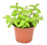 Spearmints, Chocolate Mints Live menthol Mints herb plant seed Peppermints 15pcs Orchids