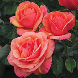 Anna's Promise Grandiflora Rose Seeds - Pack 30 Seeds - Rose Flower Gardening Garden Plants