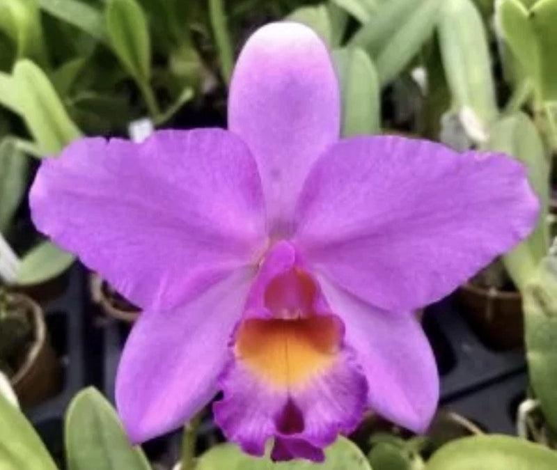 Purple orchid bloom with orange center and ruffled curved petals