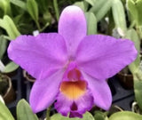 Purple orchid bloom with orange center and ruffled curved petals