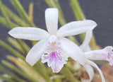 Orchid live Laelia lundii var. coerulea- bare root,55 Orchids