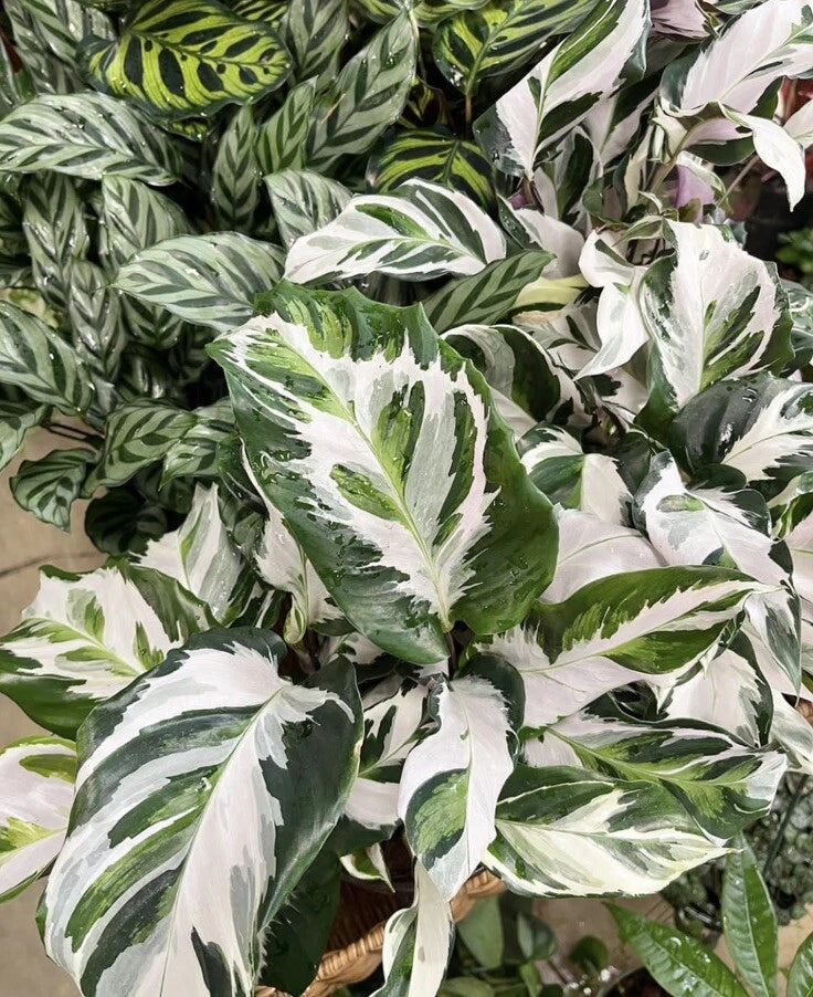Variegated Calathea plant with white and dark green striped leaves