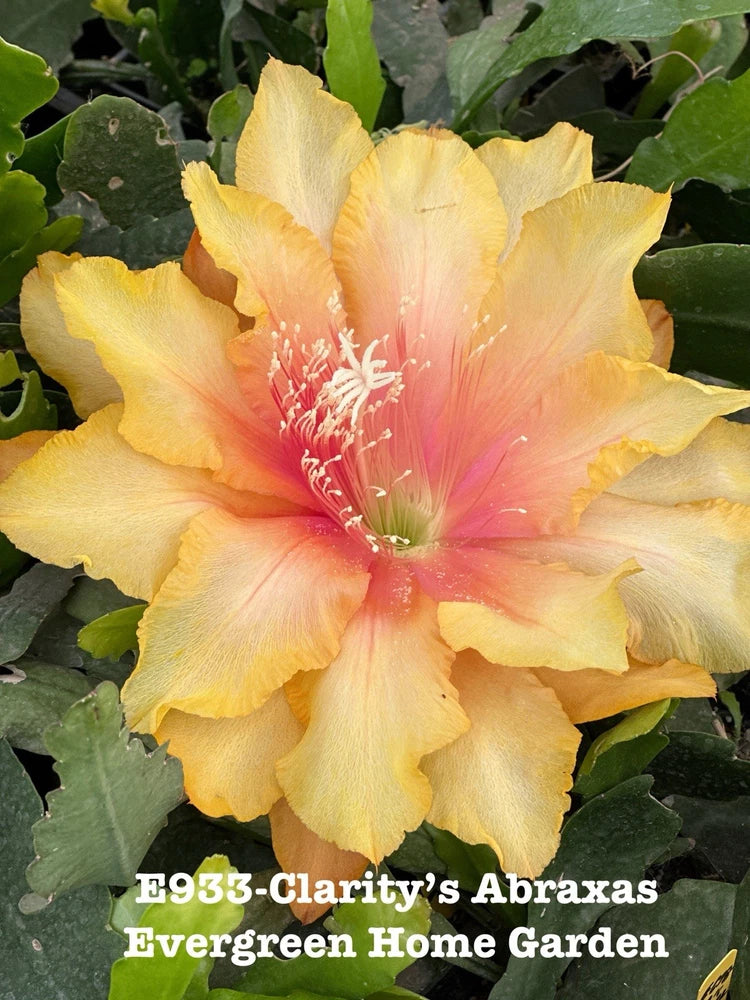 Epiphyllum orchid cactus in 4 in starter pot, yellow peach bloom with pink center