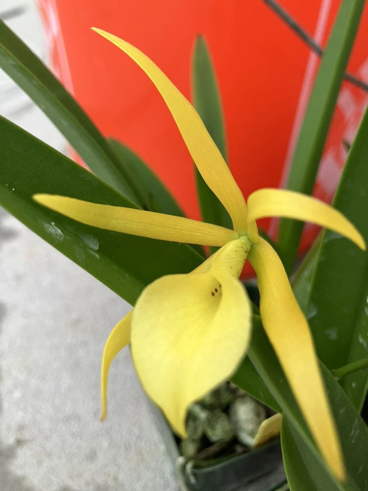Yellow Cattleya orchid flower with green leaves in a dark pot