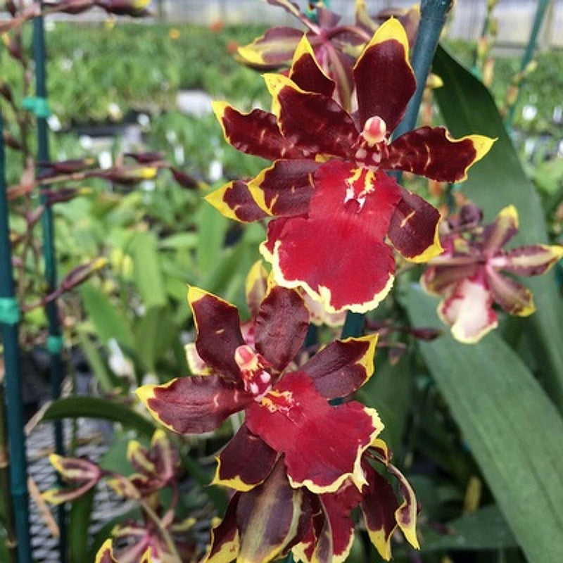4 in pot orchid with deep red flowers, yellow-edged petals and speckled centers