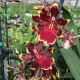 IN SPIKE / BUD ~ Oncidium Orchid ~ Onc. Wildcat 'Golden Red Star' ~ 4" Pot Orchids