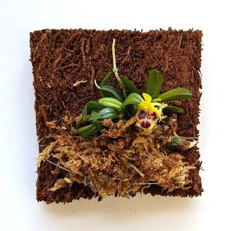 Mounted Orchid - Haraella retrocalla - Miniature orchid plant - wood fern Orchids