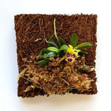 Mounted Orchid - Haraella retrocalla - Miniature orchid plant - wood fern Orchids