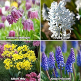 Amazing Deal - Complete Spring & Summer 100 Bulbs Blooming Flower Garden - Garden Plants