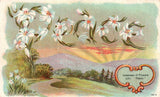 Language Of Flowers Lily Means Peace Beautiful Flower Vintage Postcard 1910's Lily