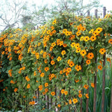 30 BLACK EYED SUSAN VINE Thunbergia Alata Flower Seeds *Flat S/H Flowering Plants