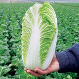 500+ Napa Cabbage Michihili Heading Chinese Cabbage Non-GMO Fresh Garden Seeds Garden Plants