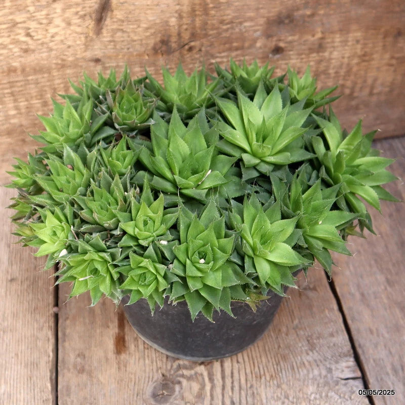 Green Haworthia cymbiformis succulent in a small dark pot, clustered rosettes