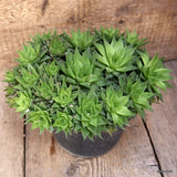 A5130 HAWORTHIA CYMBIFORMIS pot18-H11-W30 cm MaMa Cactus Green Plant