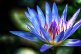 10 BLUE WATER LILY Pad Nymphaea Caerulea Asian Lotus Flower Pond Seeds *Comb S/H Lily