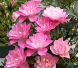 Lotus Star Rose Seeds - Pack 30 Seeds - Rose Flower Gardening Garden Plants