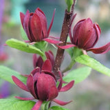 2 Sweet Shrub Plant 1-2ft Tall Now Beautiful Scented Flowering Shrubs Bare Root Flowering Plants