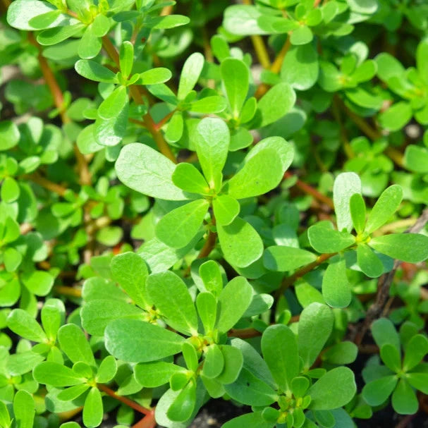 Green Purslane Seeds - For 2026 Planting Portulaca Oleracea Lettuce Verdolaga Garden Plants