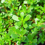 Green Purslane Seeds - For 2026 Planting Portulaca Oleracea Lettuce Verdolaga Garden Plants
