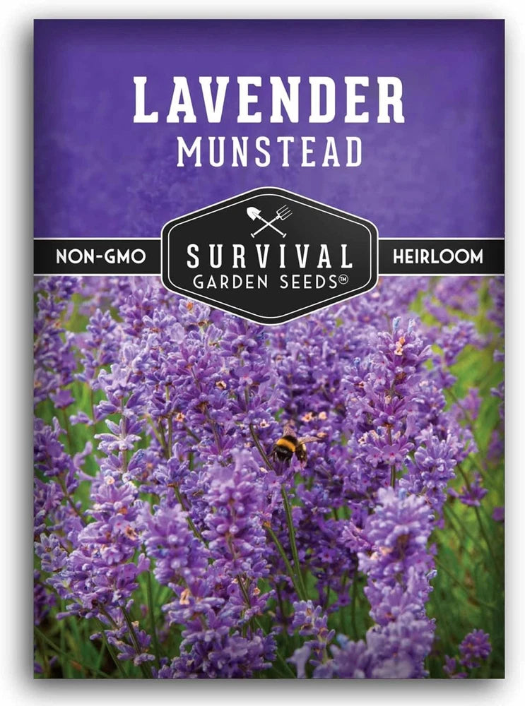 Munstead English Lavender Seeds for Planting Ð Compact Dwarf Hardy Perennial Her Garden Plants