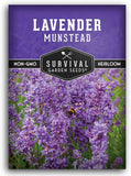 Munstead English Lavender Seeds for Planting Ð Compact Dwarf Hardy Perennial Her Garden Plants