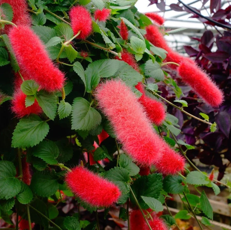 Red fuzzy bottlebrush chenille starter plants with green leaves, clustered on branches