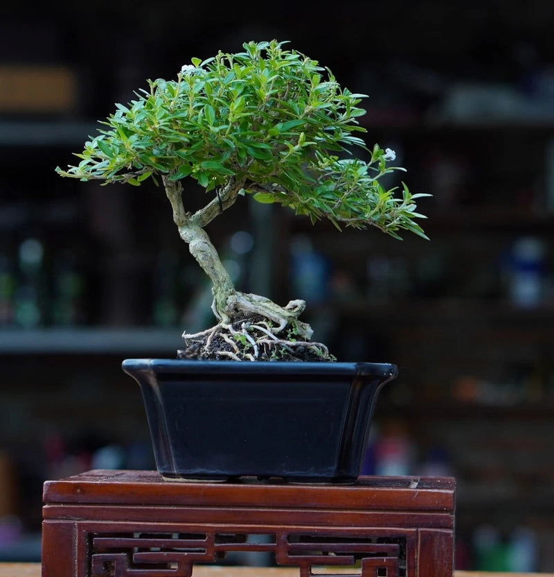Serissa bonsai tree with dense green leaves on gnarled trunk, in blue rectangular pot