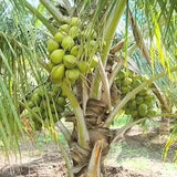 Rare Dwarf Green Malayan Costa Rican Certified Freshly Sprouted Coconut 6-8" Green Plant