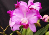 (513-7)Lc.Dorothy Warne 'Favorite'     MS Orchids