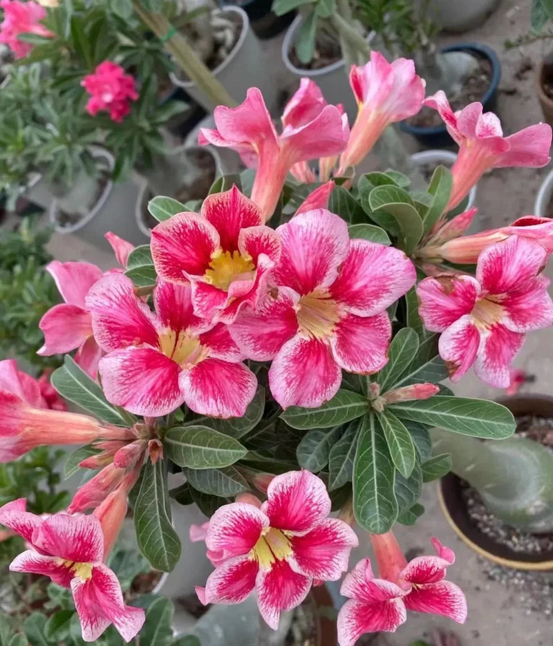 5Pcs Rare Desert Rose Seeds Garden Flower Decor-seed Garden Plants