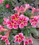 5Pcs Rare Desert Rose Seeds Garden Flower Decor-seed Garden Plants