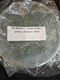 Flask C (intermedia v orlata x dolosa f alba) Orchids