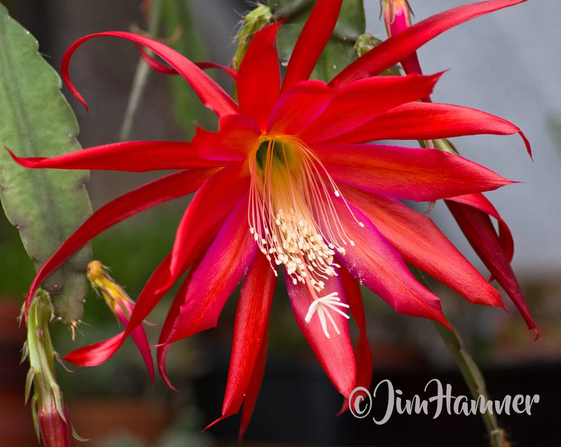 1 Red Willow Epiphyllum Orchid Cactus Cutting 8-10 inches long Orchids