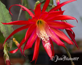 1 Red Willow Epiphyllum Orchid Cactus Cutting 8-10 inches long Orchids
